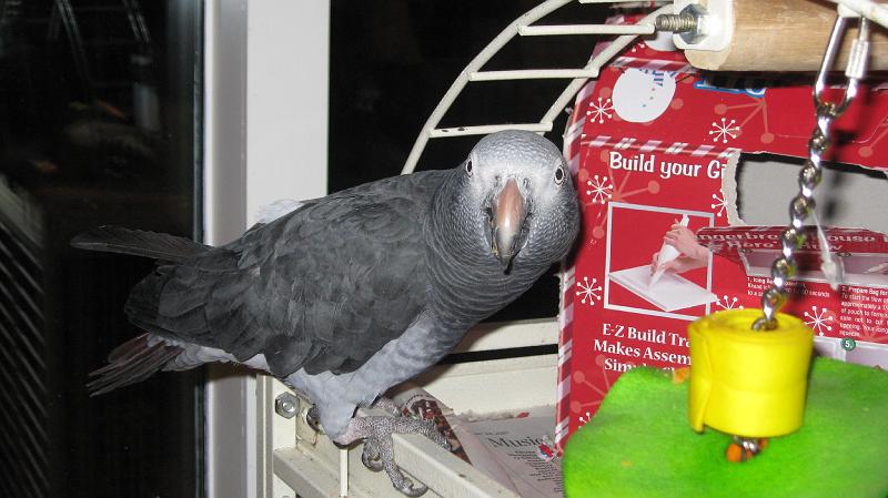 IMG_0827.JPG - Biting bird