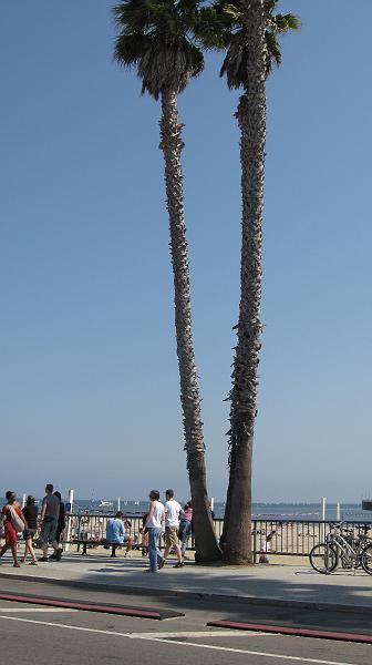 IMG_0442.JPG - Nice trees