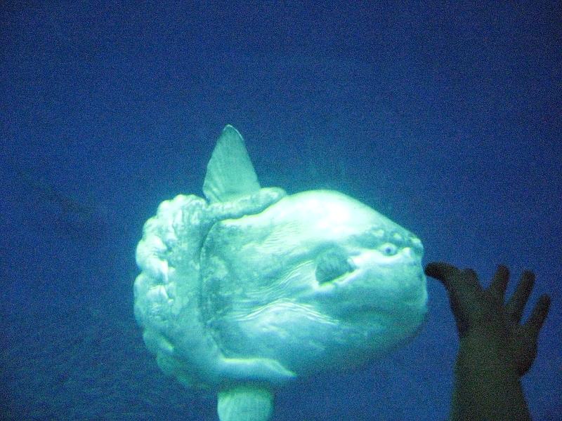 IMG_0376.JPG - Sun Fish