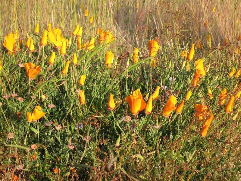 Poppies.jpg - California Poppies
